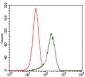 SHH Antibody
